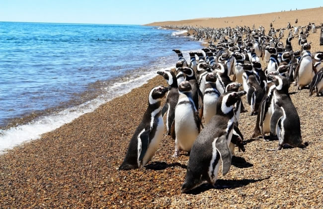 Pingüinos en las Playas en Punta Tombo