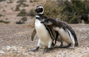Pareja de Pingüinos en Punta Tombo